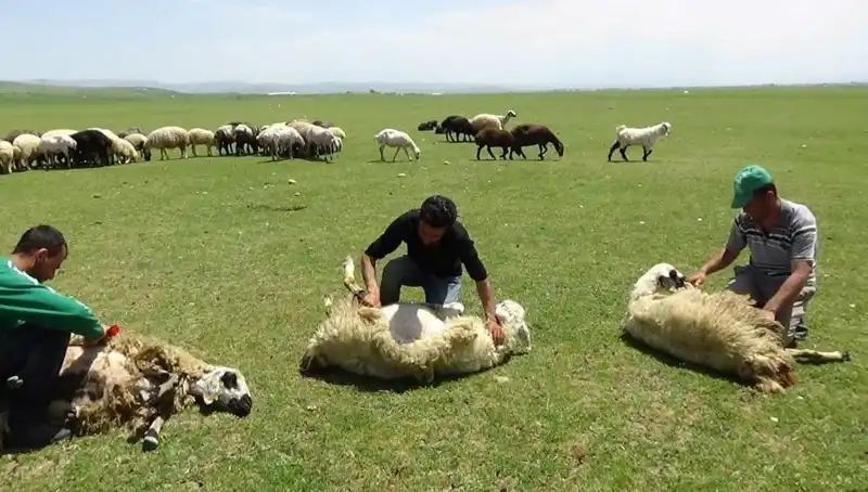 Dağların Zirvesinde Koyun Kırkma Sezonu Başladı!