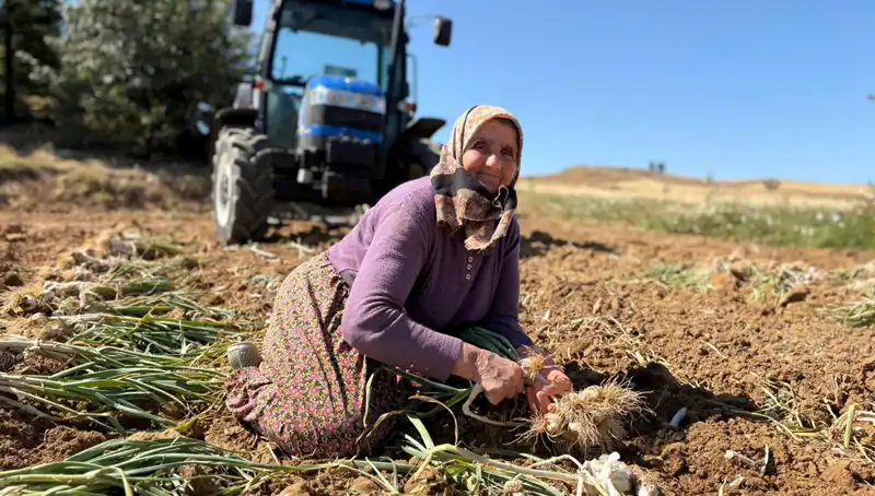 Selenyum Zengini Gıda: Günlük 1200 Lira ile Tarladan Toplanan Harika Ürün