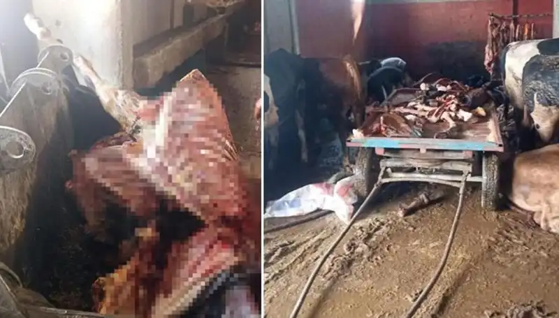Adana'da Şok Gelişme: 2,5 Ton At Eti Ele Geçirildi ve 4 At Kurtarıldı!