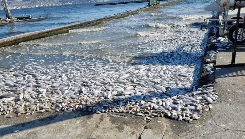 İzmir Körfezi’ni Bekleyen Dönüşüm Projesi: Doğasal Zenginlik Yeniden Canlanıyor