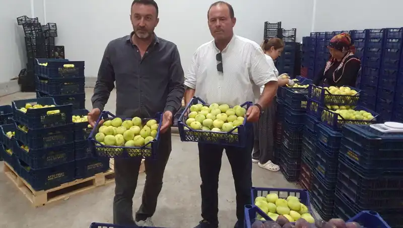 Mersinli Çiftçilerin Yüzü Güldü: İhraç Fırsatı Sunan Ürün Tanesi 20 TL