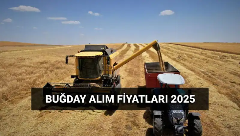 2025'te Hububat Alım Ücretleri Ne Zaman Yatacak? TMO Fiyatları Açıklandı!