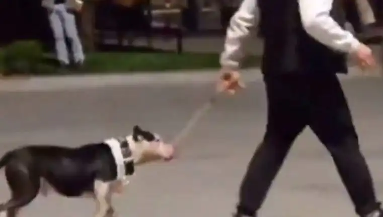 Ağızlıksız Pitbull’un Saldırısı: Sahibi Para Cezasıyla Yüzleşiyor!