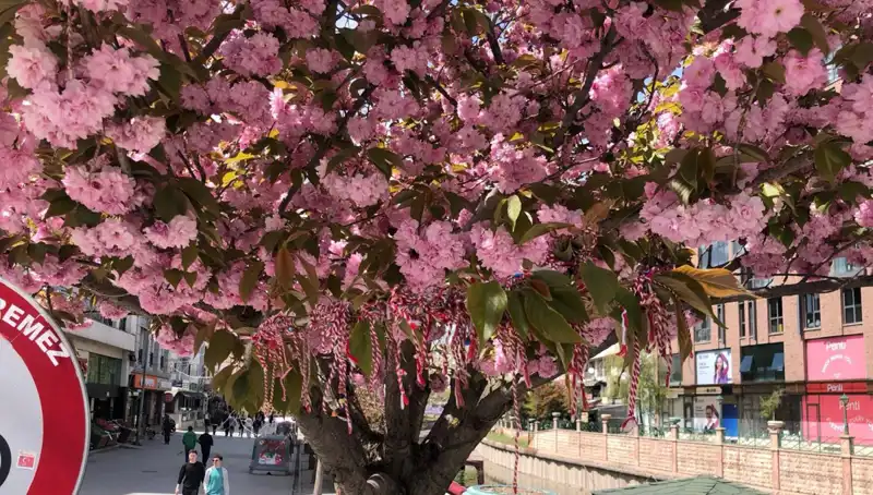 Süs Erik Ağaçlarına Martenitsa Bağlama Geleneği Yeniden Canlanıyor