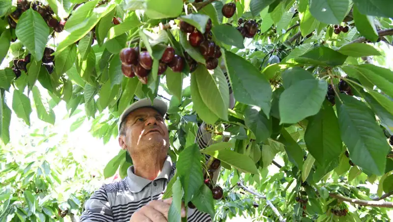 Lapseki Devi: Çay Bardağına Sığmayan Hikaye