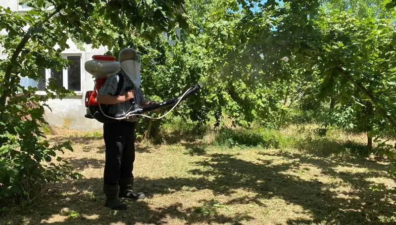Çiftçilerin Umudu: Kükürt ve Samuray Arısı ile Mücadele Stratejileri