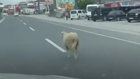 Yalova'da Kaçan Kurbanlıklar Trafiği Altüst Etti!