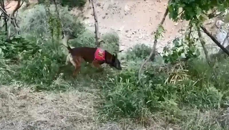 Dere Kenarında Bulunan Gizli Esrarı Dedektör Köpekler Ortaya Çıkardı