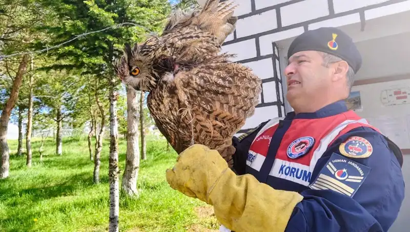 Dikenli Tellere Takılan Puhu, Doğanın Kahramanları Tarafından Kurtarıldı