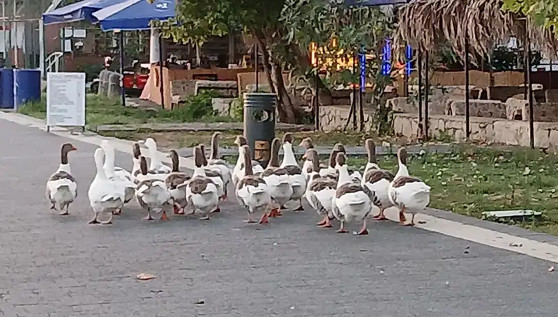 Denize Giren Kazlar Kümese Kapandı: Trajik Son ve Köylüler Arasındaki Tartışmalar