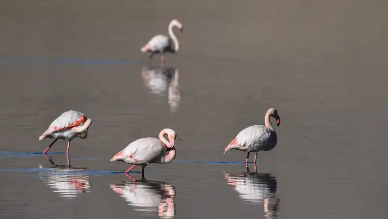 Kuş Cenneti Kuraklıkla Sınanıyor: Flamingo Popülasyonu Tehlike Altında!