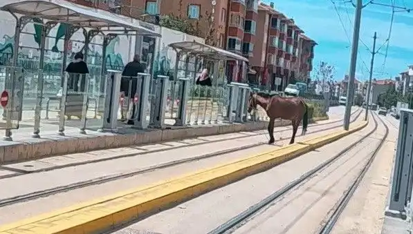 Eskişehir'de Tramvay Raylarında Beliren Başboş At, Vatandaşları Şaşırttı!