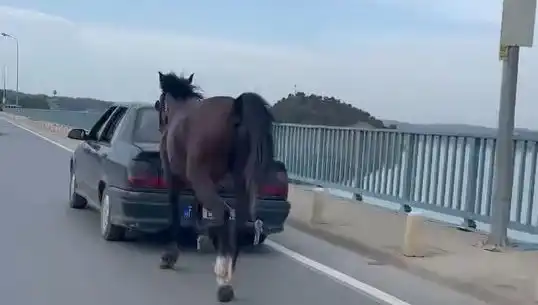 Adana’da Bir Ata Eziyet Eden Kişi Tutuklandı: Hayvan Hakları İçin Çarpıcı Gelişme