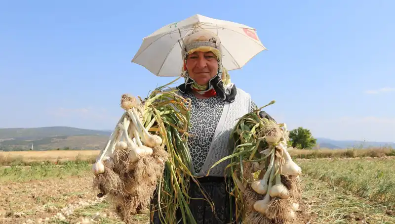 Kavurucu Sıcaklıkta Çalışarak Günlük 1200 TL Kazanan İşçiler
