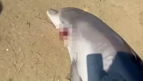 Yalova Kıyılarına Vuran Ölü Yunus, Doğanın Gizemini Gözler Önüne Seriyor!