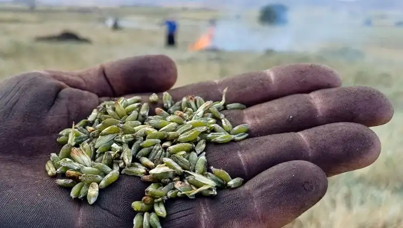 Firik Sezonu Kapıda: Geleneksel Lezzetin Modern Sunumlarıyla Tanışın