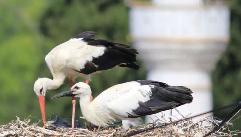 Leylek Köyü'nde Yaren Leyleği Kıskandıracak Cennet: 8 Kat Fazla Yuva Var!