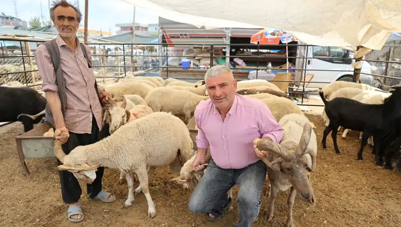 Kurban Bayramı'nda Fırtına Gibi Esecek: 4 Boynuzlu Koçlar