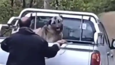 Trabzon'da Şok Eden Görüntü: Köpeği Halatla Döven Canavar!