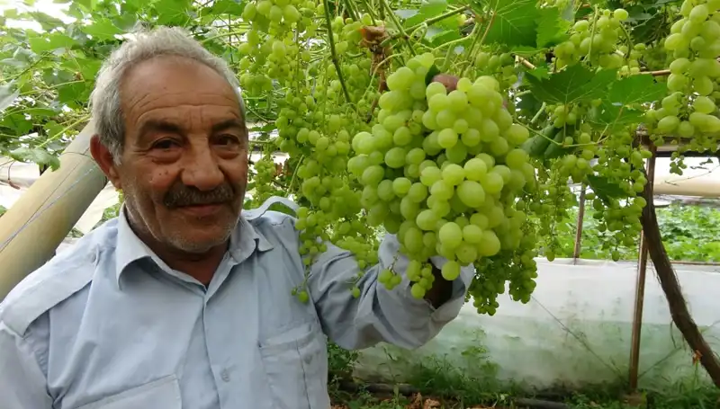 Zirai Don Meyve Fiyatlarını Çökertecek Etkiler: İlk Ürünler 250 TL’den Satışta!