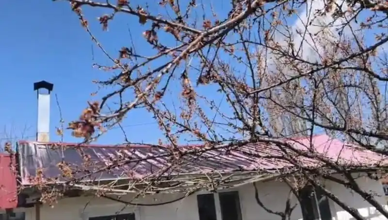 Dondurucu Soğuk Kayısı Üreticilerini Zora Soktu, Pazar Etkisini Gösterdi