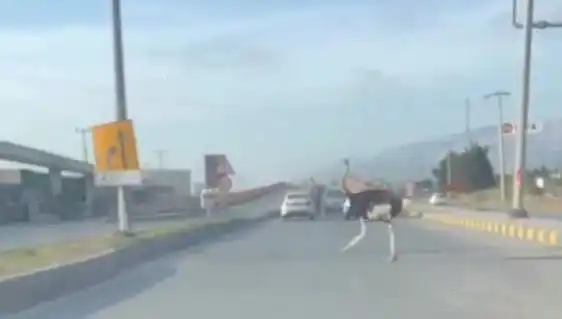 Trafikte Deve Kuşu Görüntüleri Sosyal Medyayı Salladı!