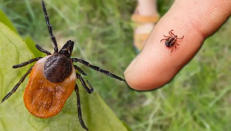 Kene Isırması Riski: Önlemler ve Yapmanız Gerekenler