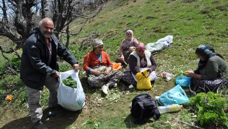 Yüzlerce Ailenin Geçim Kaynağı: Kilosu 250 Lira Olan Bitkileri Toplamak İçin 5 Saat Yürüyüş