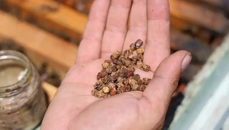 Eskiden Atılan Gıda, Şimdi Kilosu 3 Bin TL: Protein Zengini Harika Besin!