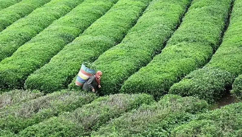 ÇAYKUR, Bayramda da Yaş Çay Alımına Kesintisiz Devam Edecek