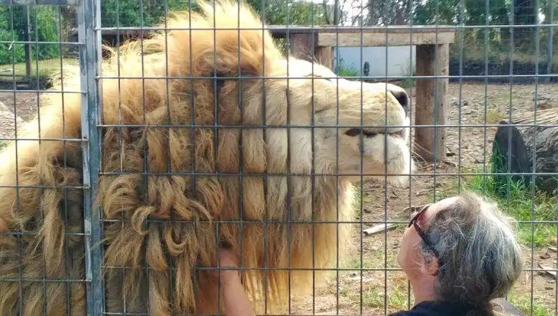 Avustralya'da Aslan Saldırısı: Kafeste Yaşanan Dehşet Anları