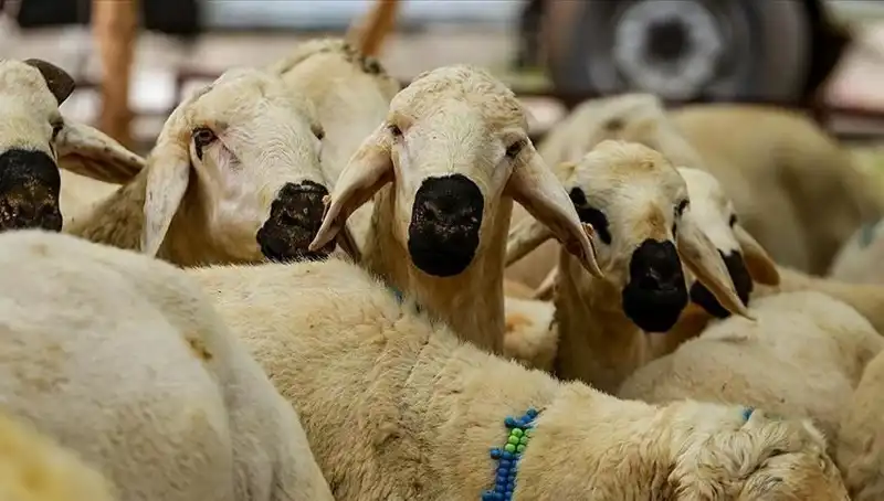 Kurban Bayramı Tatili 9 Gün Olacak mı? Hükümetten Açıklama Bekleniyor!