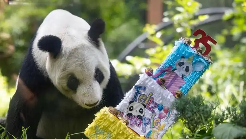 Dev Panda Xin Xin, 35 Yaşında! Dünya Çoğulculuk İçin Ne Anlama Geliyor?