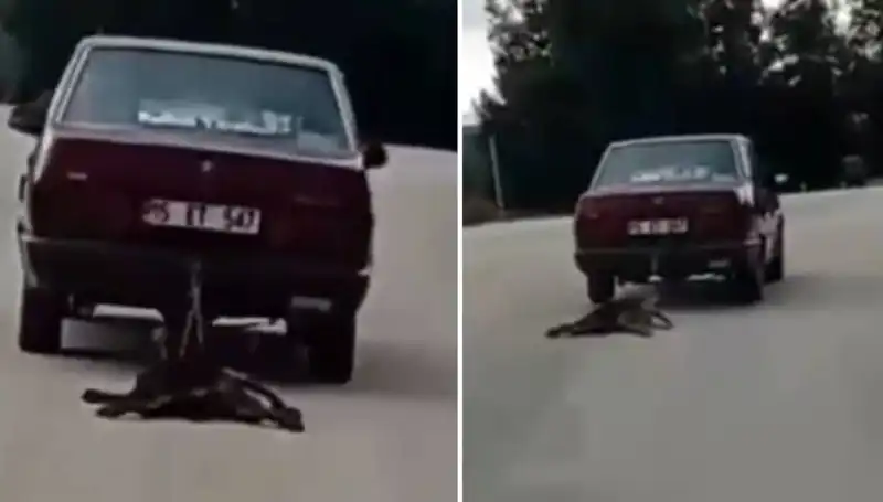 Otomobilin Arka Tarafına Bağlanan Köpek Şok Edici Bir Kaza Geçirdi