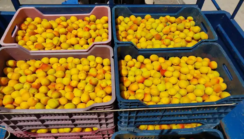 İlk Hasat Heyecanı: Çiftçiler 500 TL’den Yeni Ürünlerini Satışa Sundu