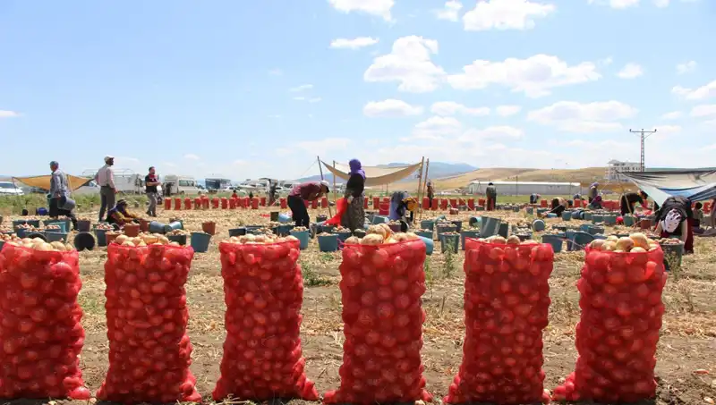 Amasya Elması: Tatlılığıyla Avrupa ve Rusya'nın Gözdesi Oluyor