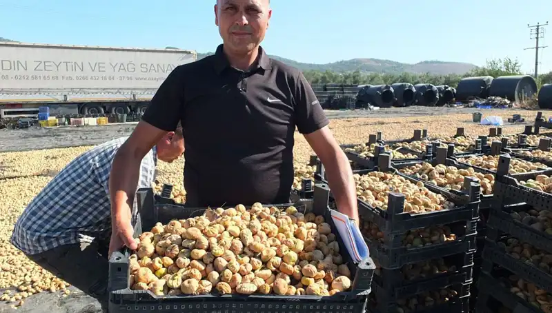 Balıkesir'de Tarımda Hasat Coşkusu: Çin ve Rusya'ya İhracat Yolda
