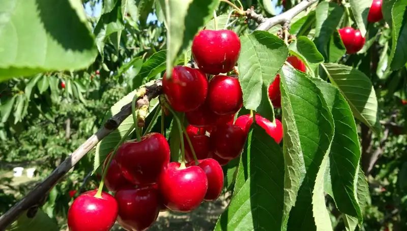 Bu Yılda Çay Bardağına Sığmayan Hasat Efsanesi