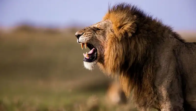 : Aslan Saldırısının Ariel'i: 14 Yaşındaki Kızın Trajik Ölümü
