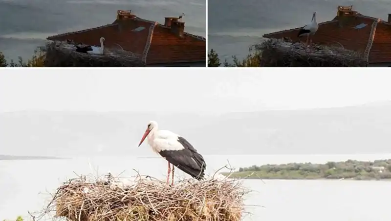 Leylek Yaren'den Korkutucu Uyarı: Depremi Önceden Hissetti!