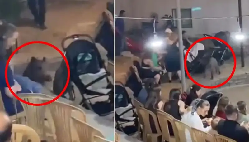 Düğün Merasimi Esnasında Yaban Domuzu Kargaşası Yaşandı