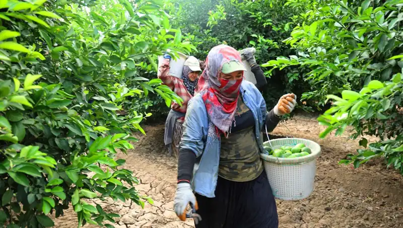 Markette Avokado Fiyatları 150 Lirayı Geçti: Düşüş Geliyor!