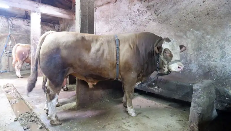 Tam 1 Ton 200 Kilo Nadir Bir Hazine, Alıcısını Buldu!