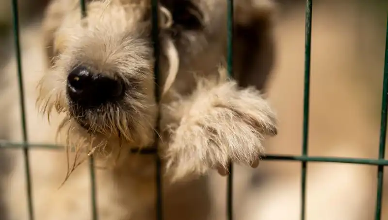 İş Stresi Köpekleri de Vuruyor: Evcil Dostlarımızdaki Etkileri