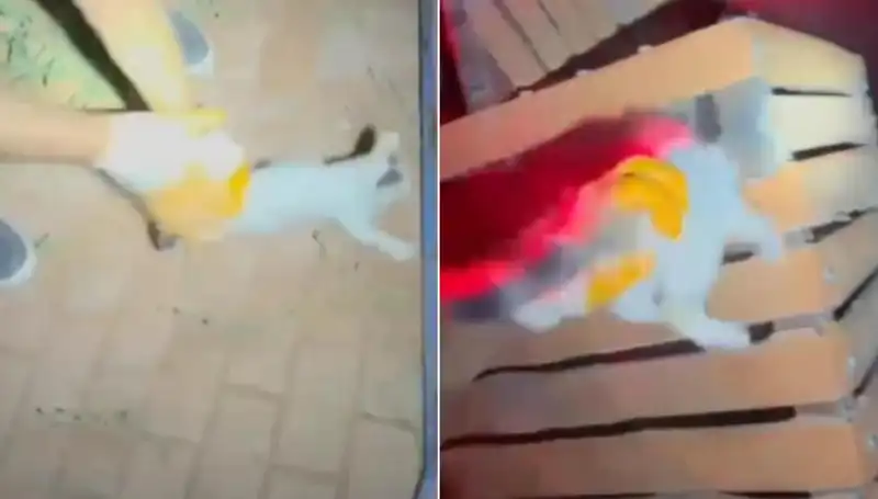 Gece Yarısı İtfaiye Ekipleri Kediyi Kurtardı, Olay İkili Duygulara Yol Açtı!