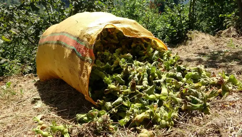 Giresun'da Fındık Hasadı Heyecanı Başladı: Tarımda Yeni Bir Dönem