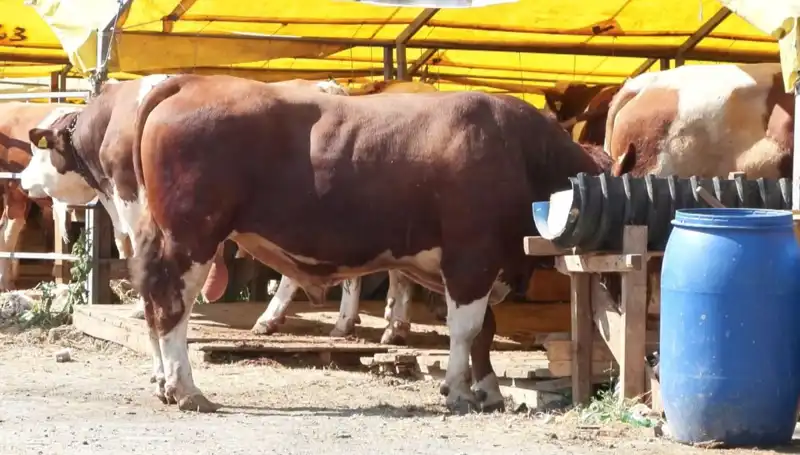 Kurban Pazarlarında Hareketlilik: Vatandaşlar Alışverişe Akın Ediyor!