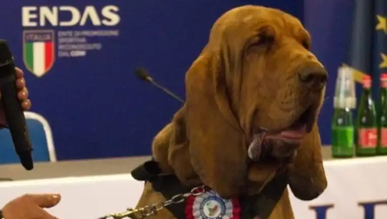 Arama Köpeğine Suikast: Çivili Sosisle Yapılan Kahreden Saldırı