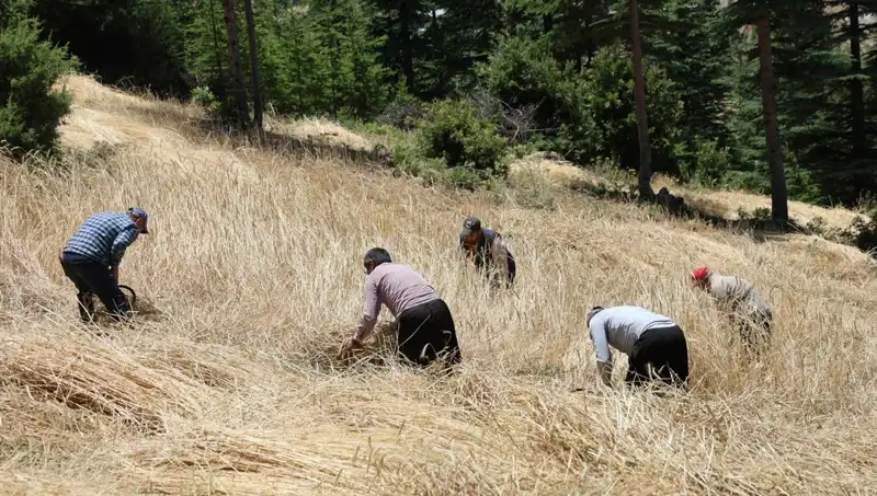 Teknolojinin Ulaşamadığı Tarla: Ellik ve Orakla Hasat Zamanı
