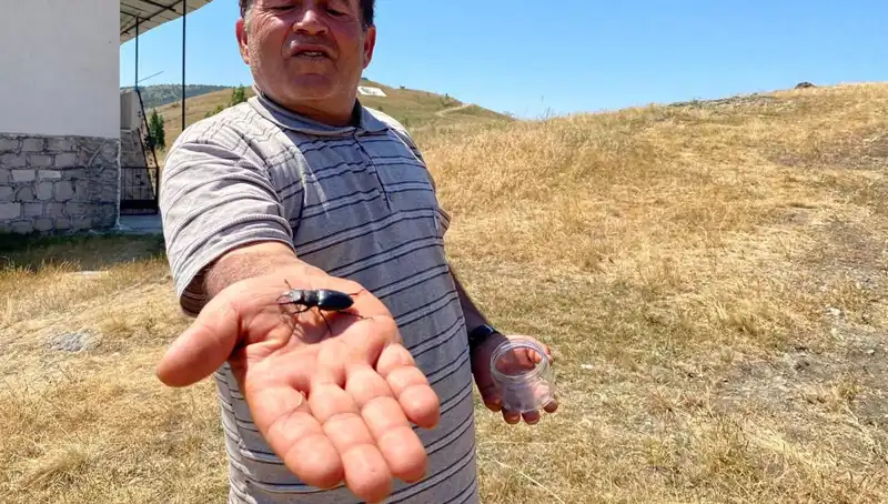 Sivas'ta Görülen Bu Böceği Öldürenlere 557 Bin TL Ceza Uygulanacak!